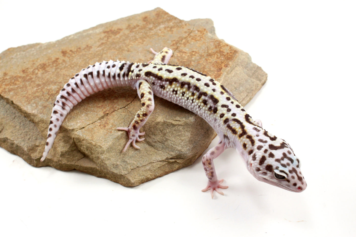 Mack Snow Bold Stripe White & Yellow Leopard Gecko