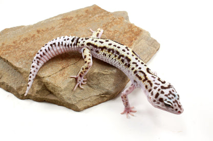 Mack Snow Bold Stripe White & Yellow Leopard Gecko