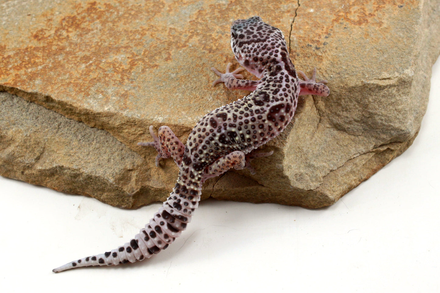 Mack Snow Leopard Gecko