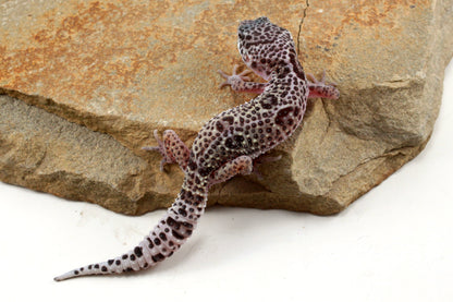 Mack Snow Leopard Gecko