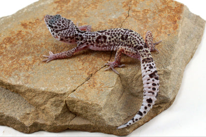 Mack Snow Leopard Gecko