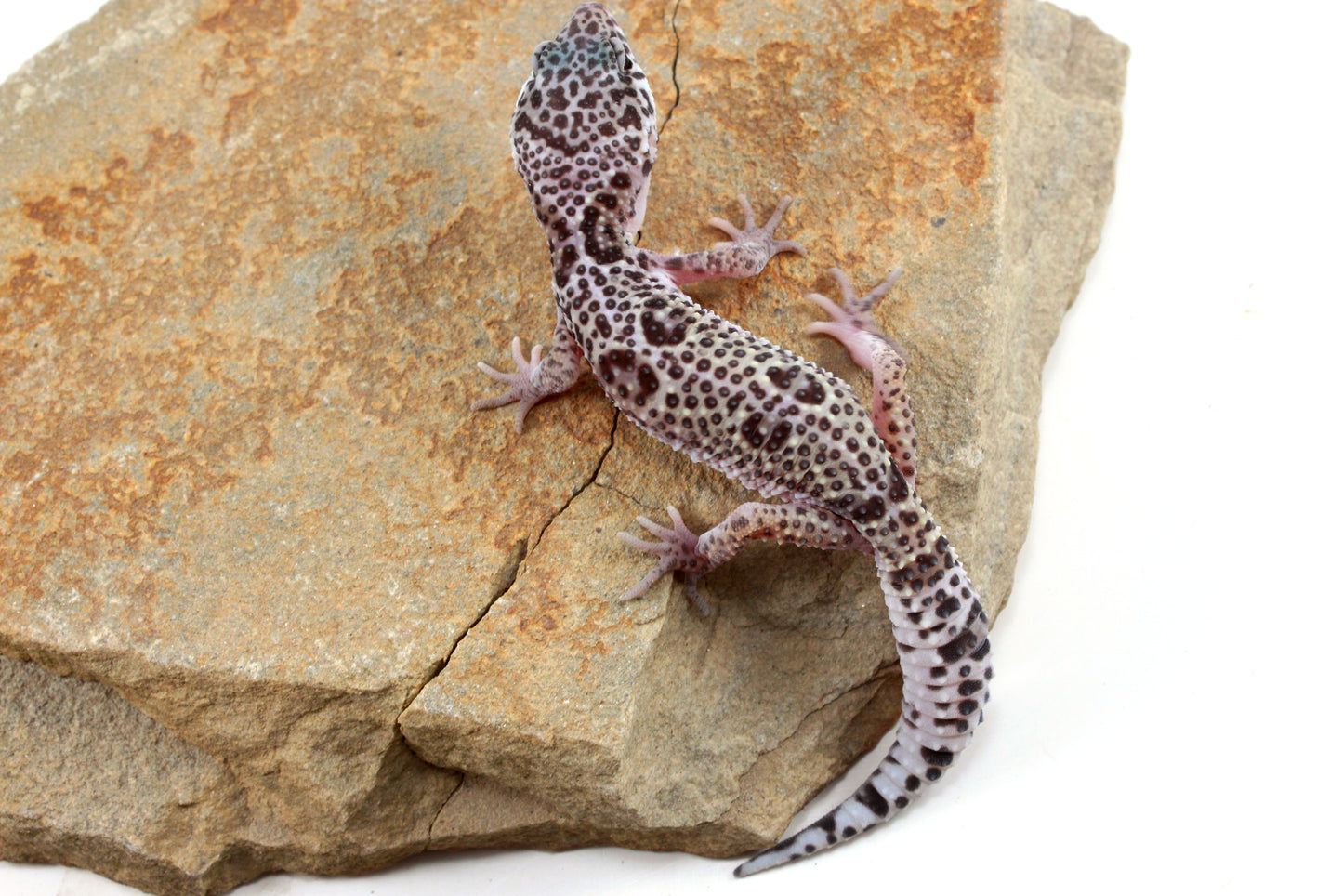 Mack Snow Leopard Gecko