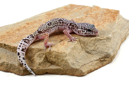 Mack Snow Leopard Gecko