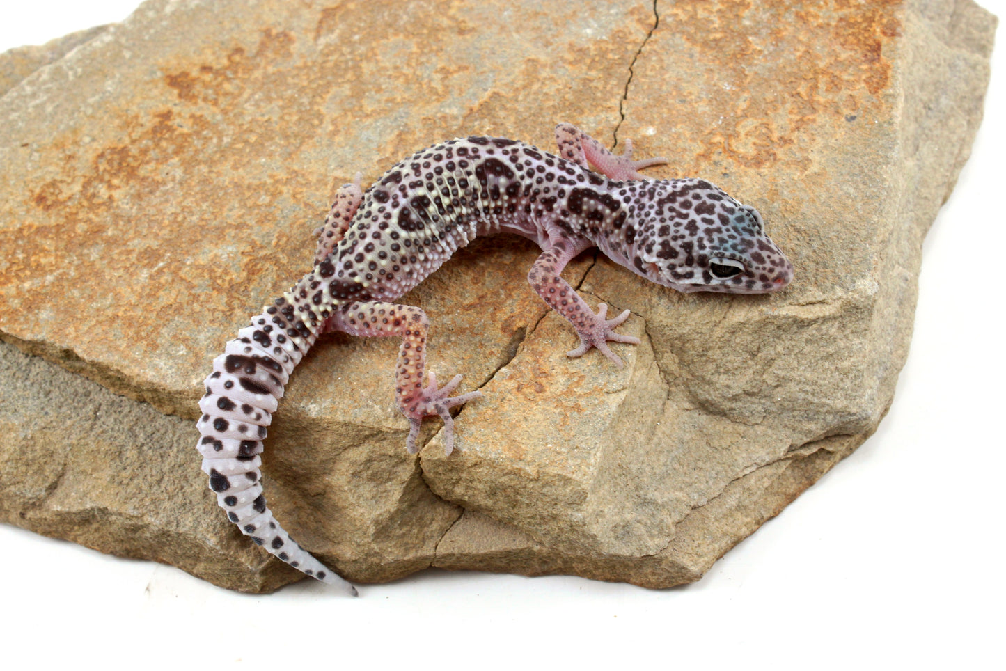 Mack Snow Leopard Gecko