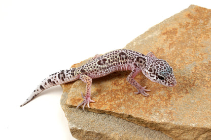 Mack Snow Leopard Gecko