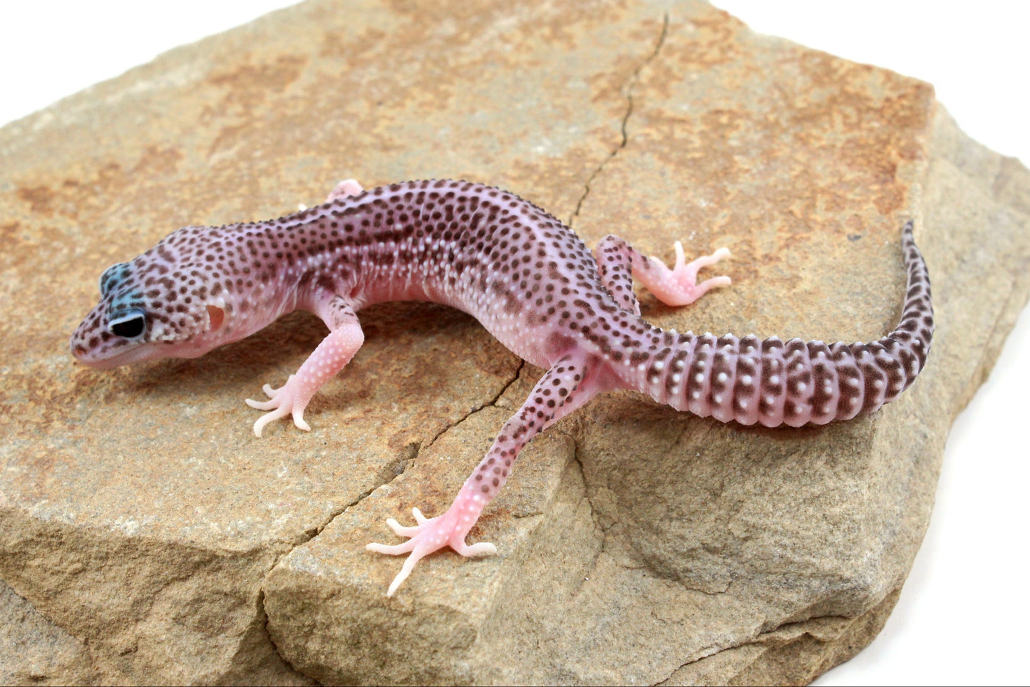 Mack Super Snow Leopard Gecko