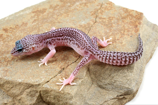 Mack Super Snow Leopard Gecko