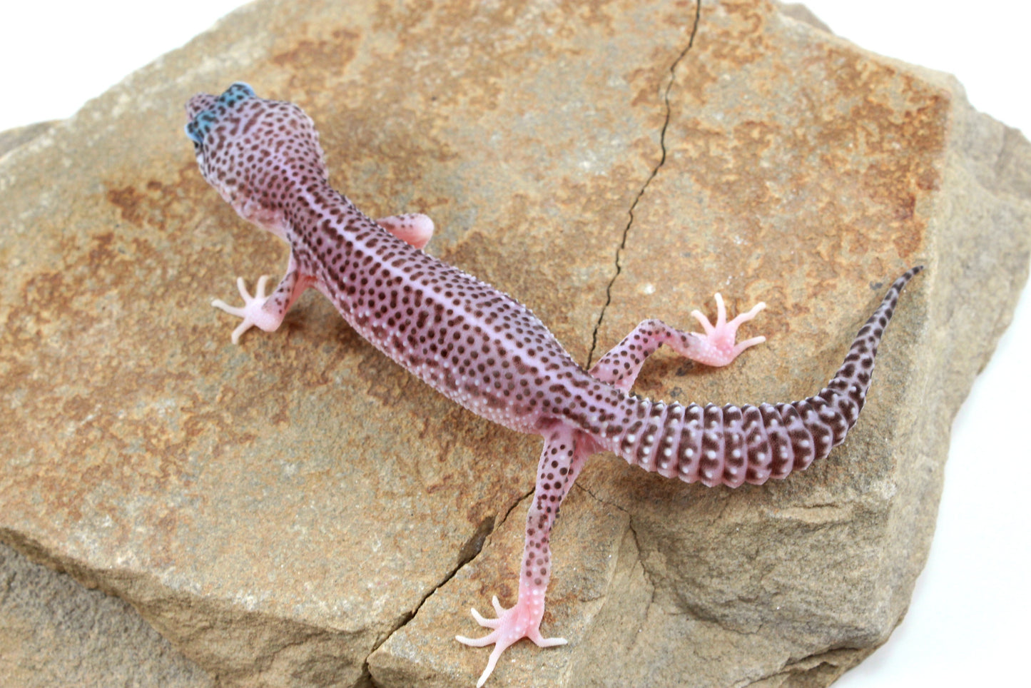 Mack Super Snow Leopard Gecko