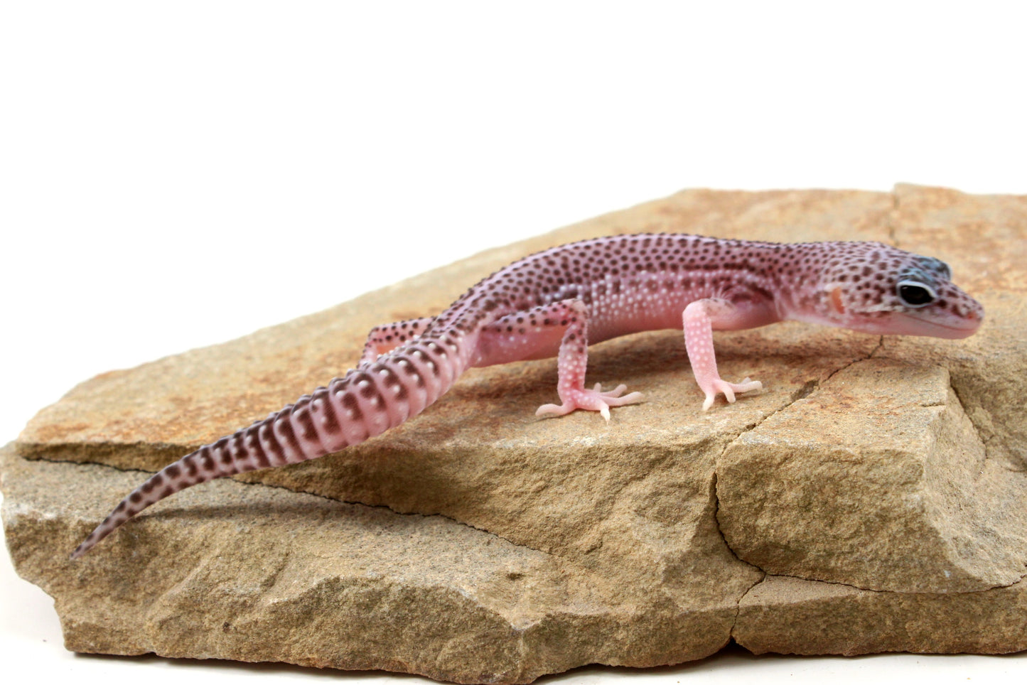 Mack Super Snow Leopard Gecko