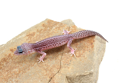 Mack Super Snow Leopard Gecko