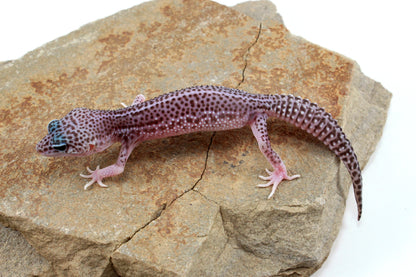 Mack Super Snow Leopard Gecko