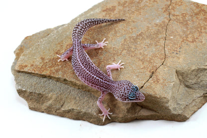 Mack Super Snow Leopard Gecko