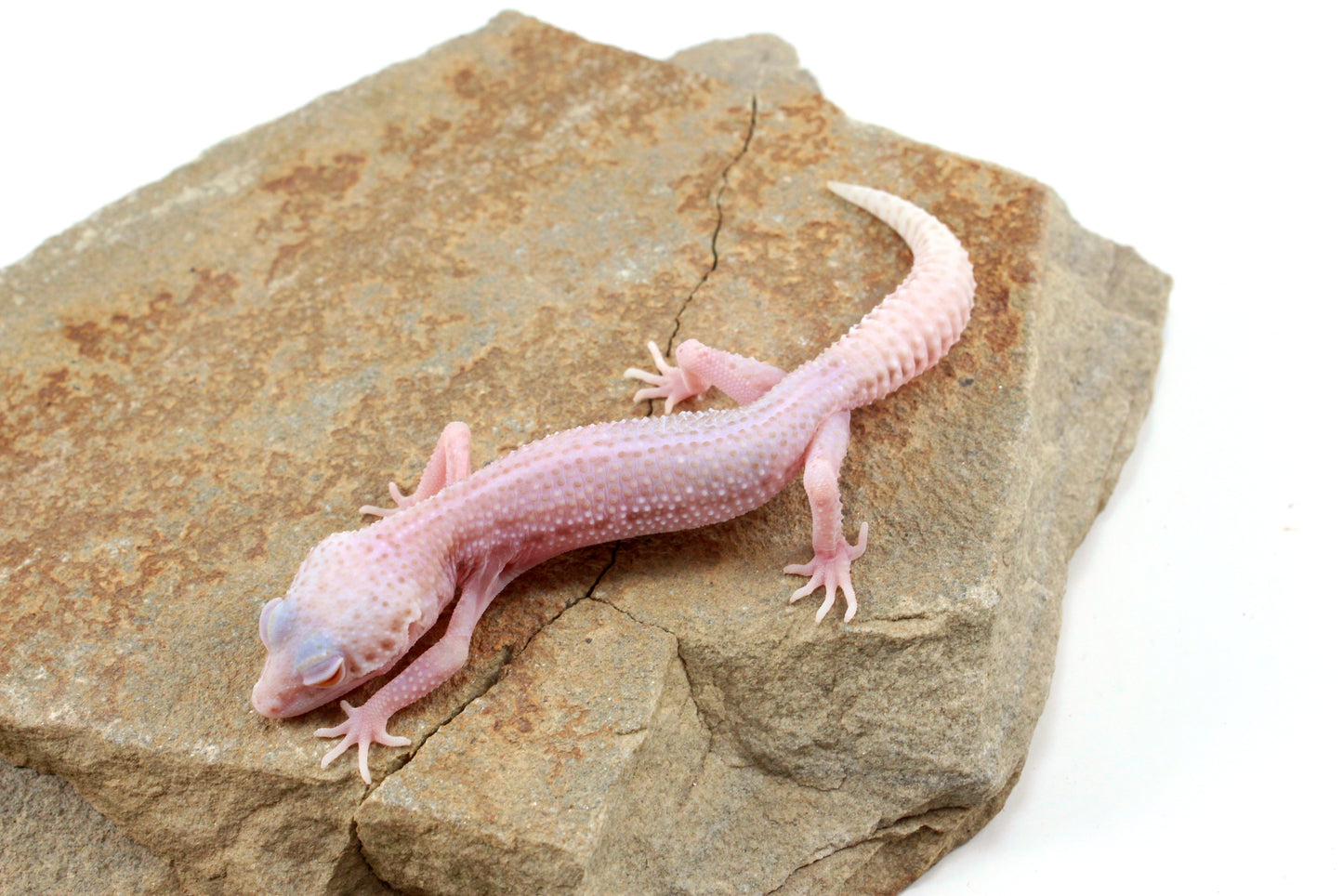 Albino Super Snow Leopard Gecko
