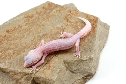 Albino Super Snow Leopard Gecko