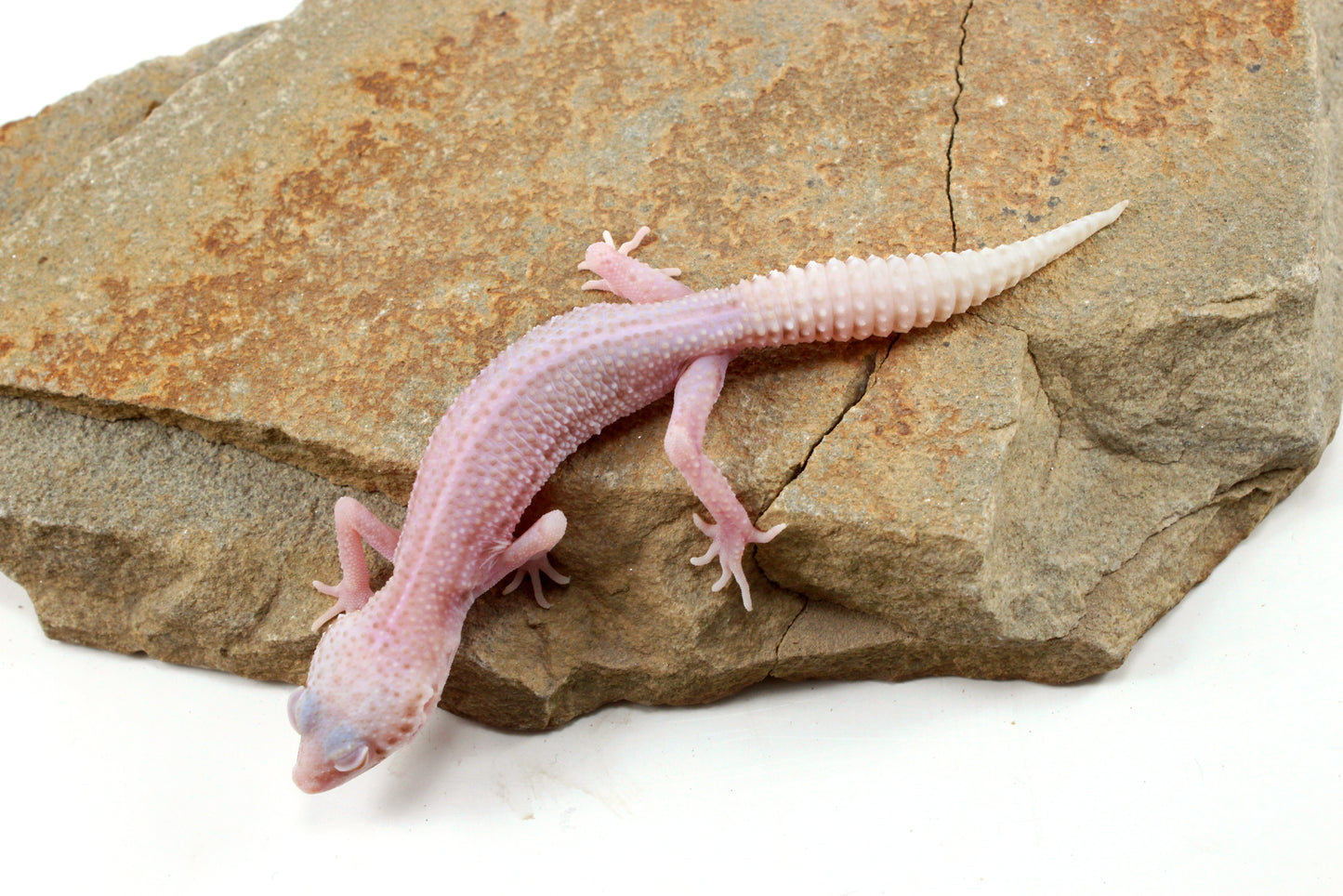 Albino Super Snow Leopard Gecko