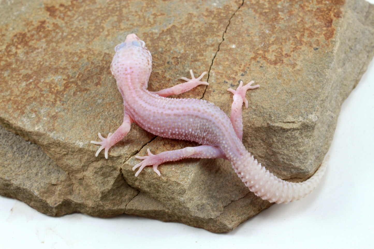 Albino Super Snow Leopard Gecko