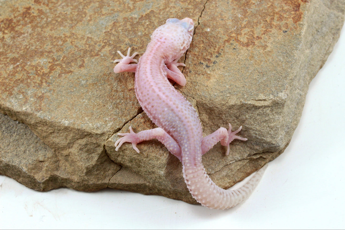 Albino Super Snow Leopard Gecko
