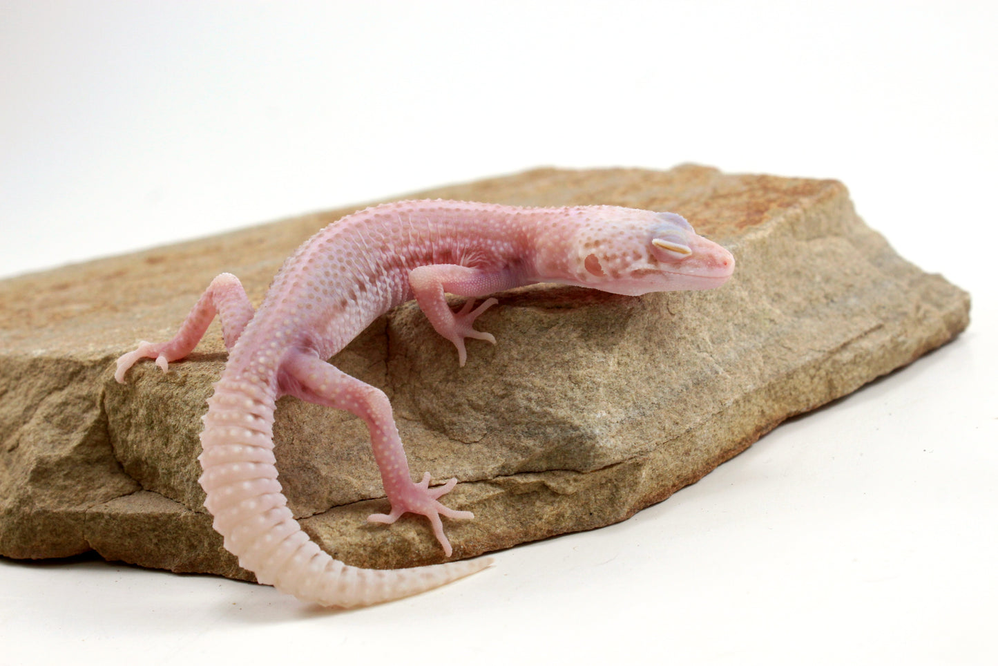 Albino Super Snow Leopard Gecko
