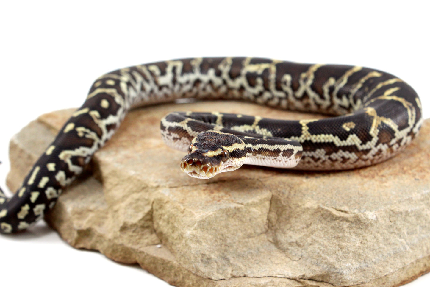 Angolan Python