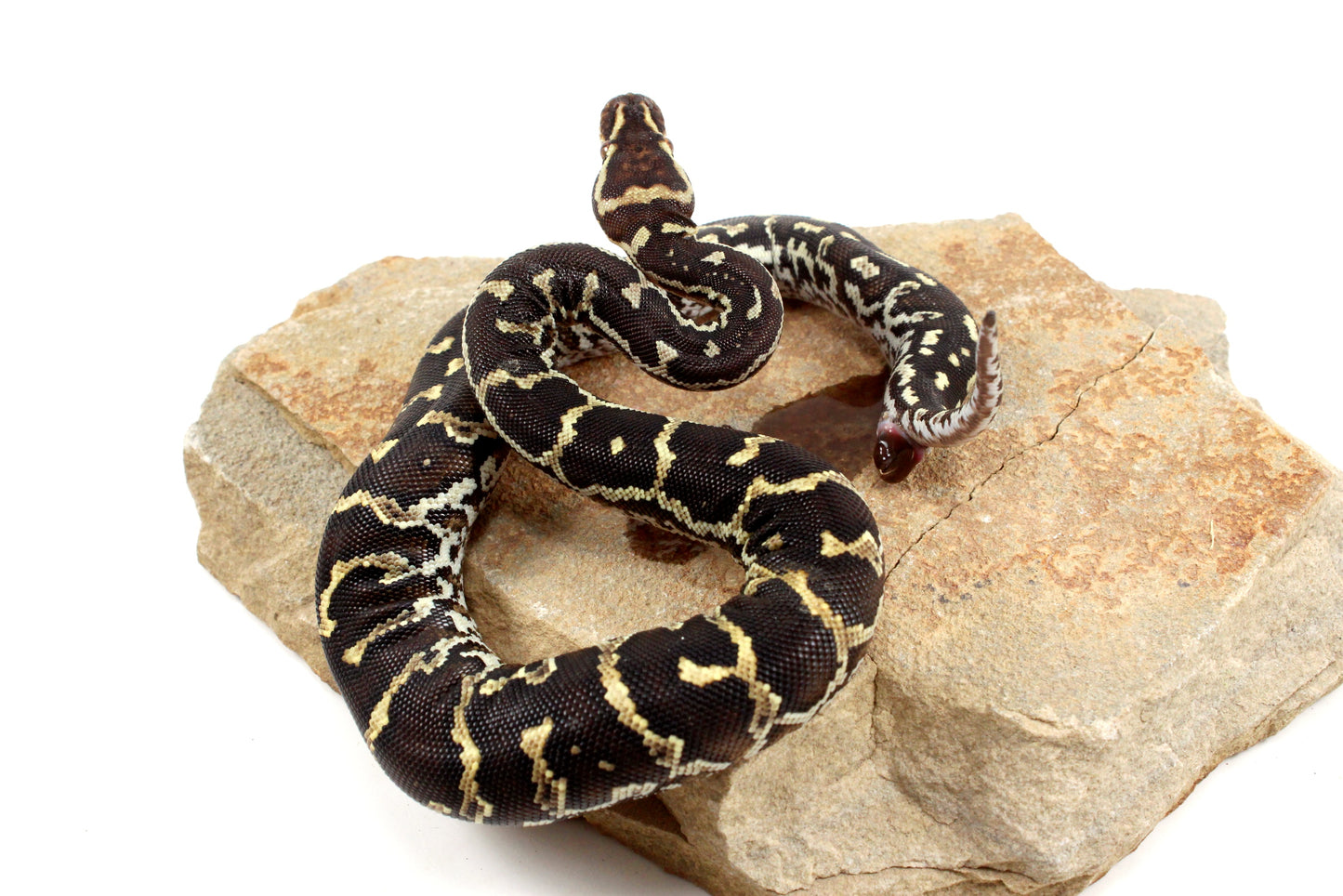 Angolan Python