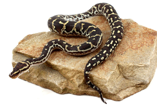 Angolan Python