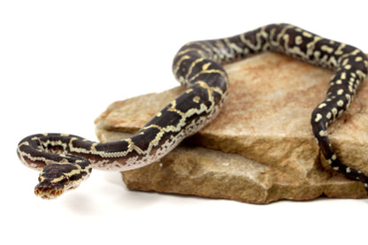 Angolan Python