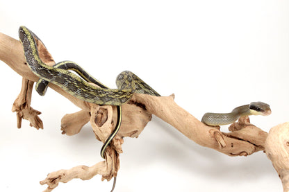 Vietnamese Blue Beauty Rat Snake