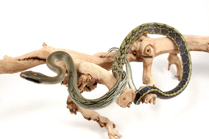 Vietnamese Blue Beauty Rat Snake