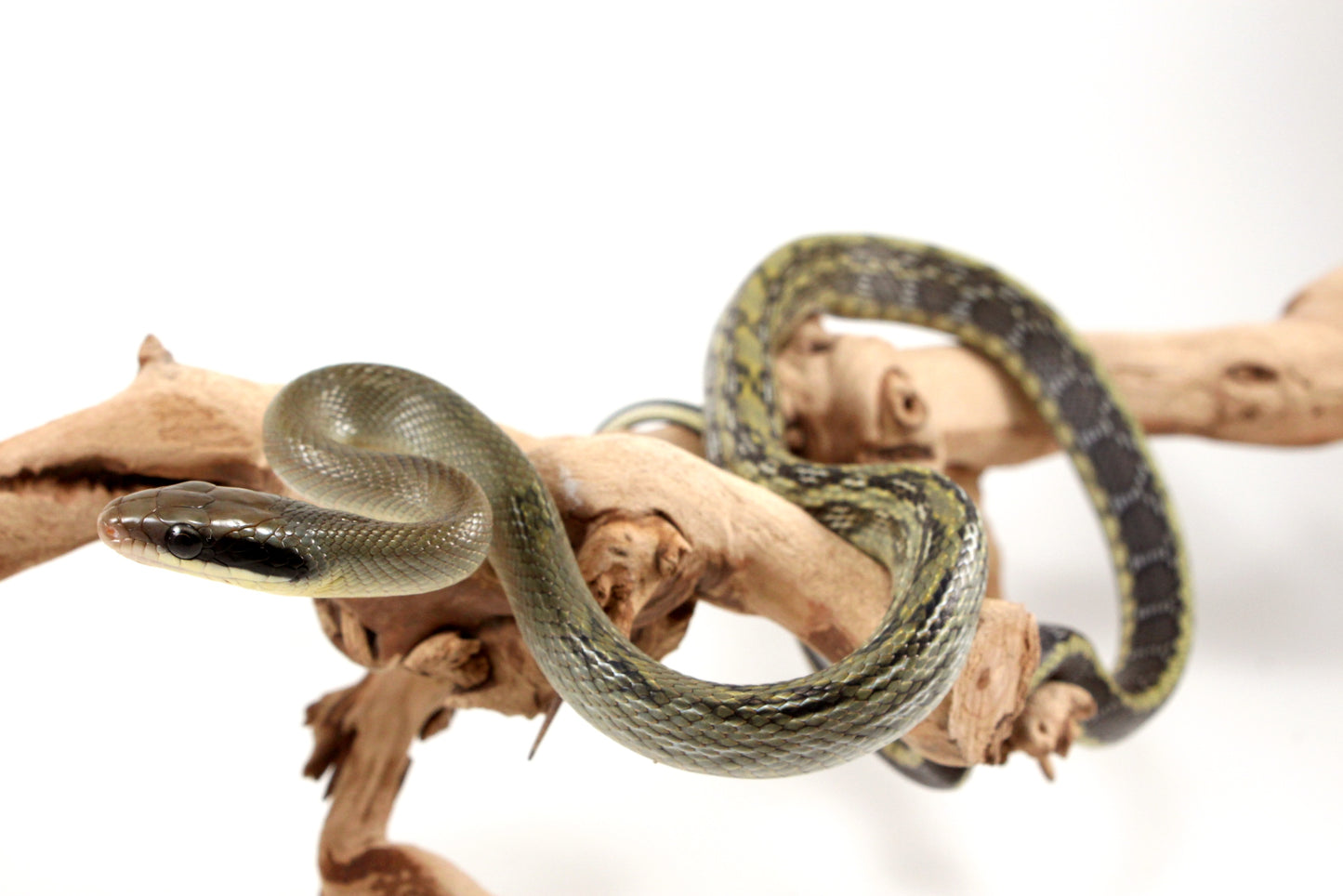 Vietnamese Blue Beauty Rat Snake