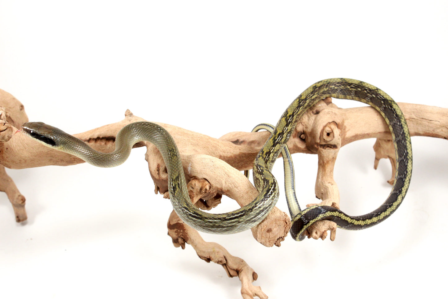 Vietnamese Blue Beauty Rat Snake