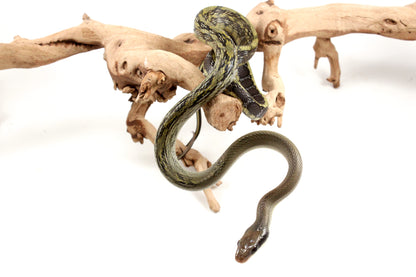 Vietnamese Blue Beauty Rat Snake