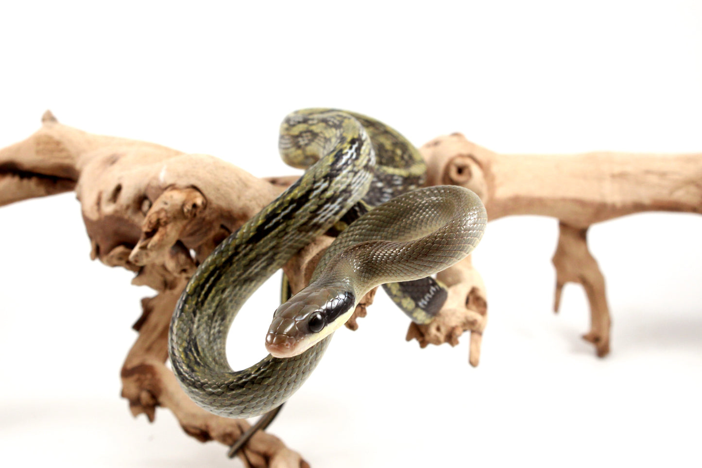 Vietnamese Blue Beauty Rat Snake