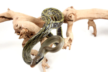 Vietnamese Blue Beauty Rat Snake