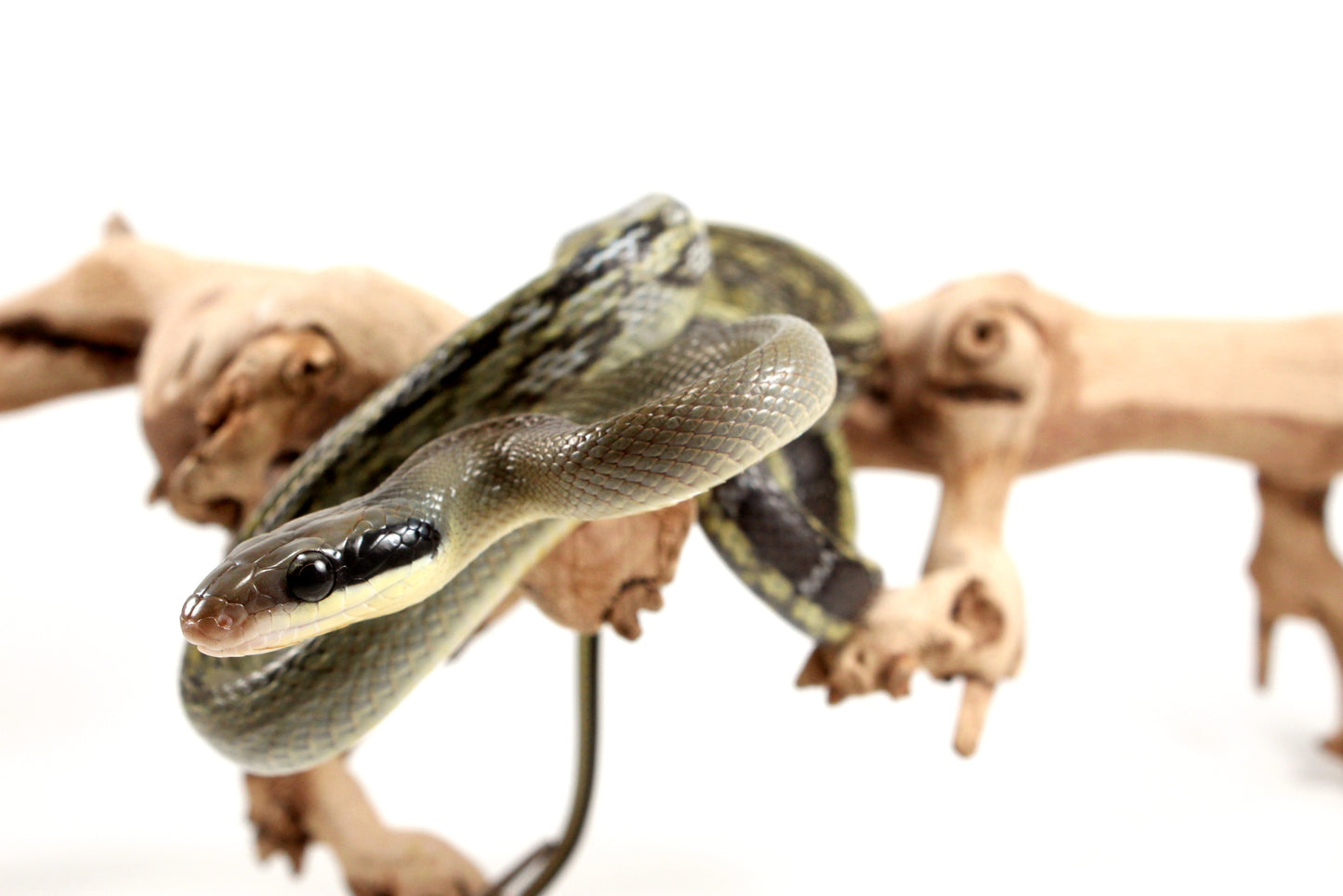 Vietnamese Blue Beauty Rat Snake