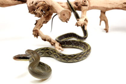 Vietnamese Blue Beauty Rat Snake