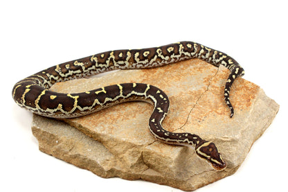 Angolan Python