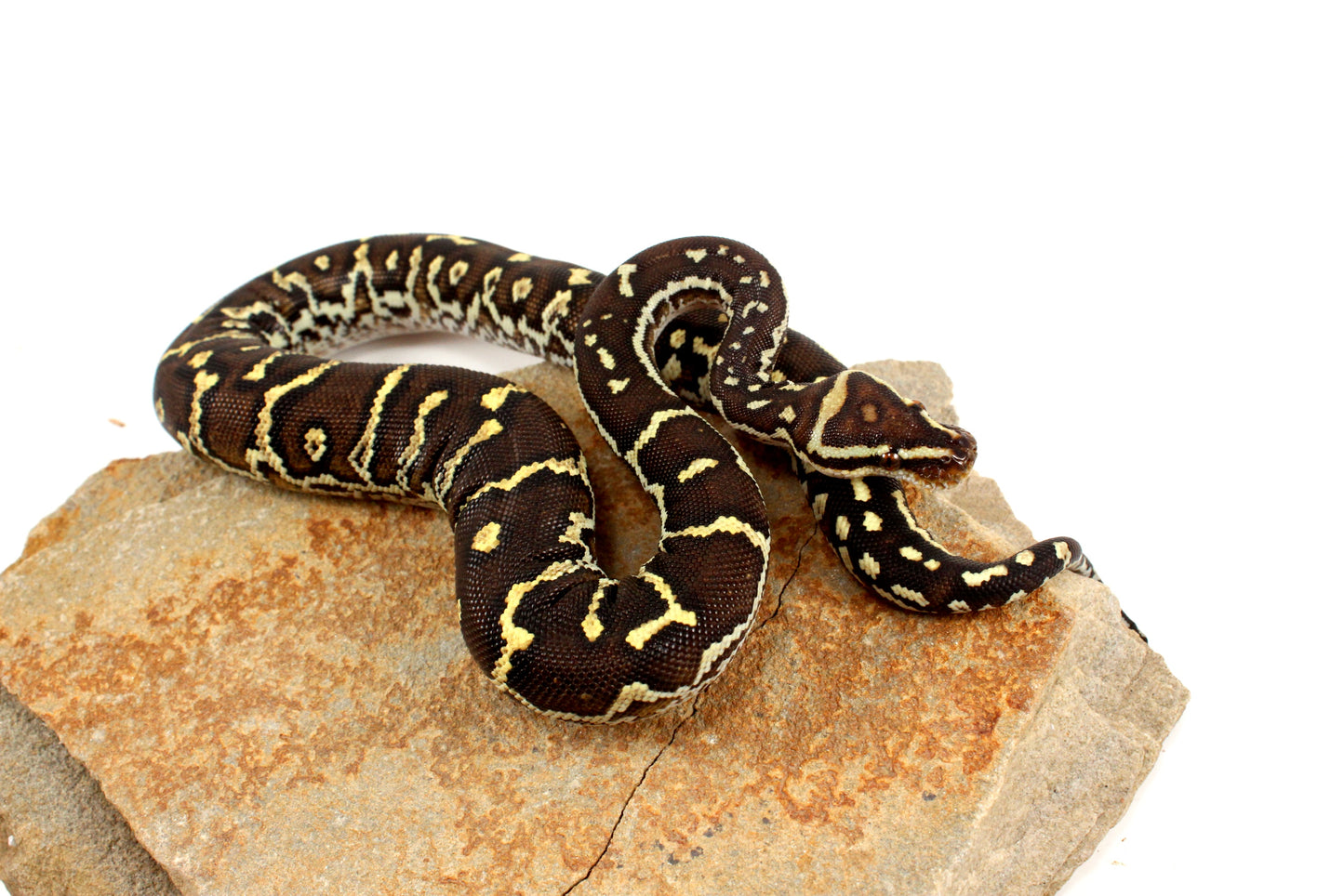 Angolan Python