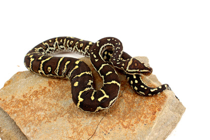 Angolan Python