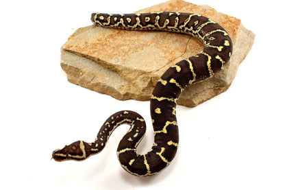 Angolan Python