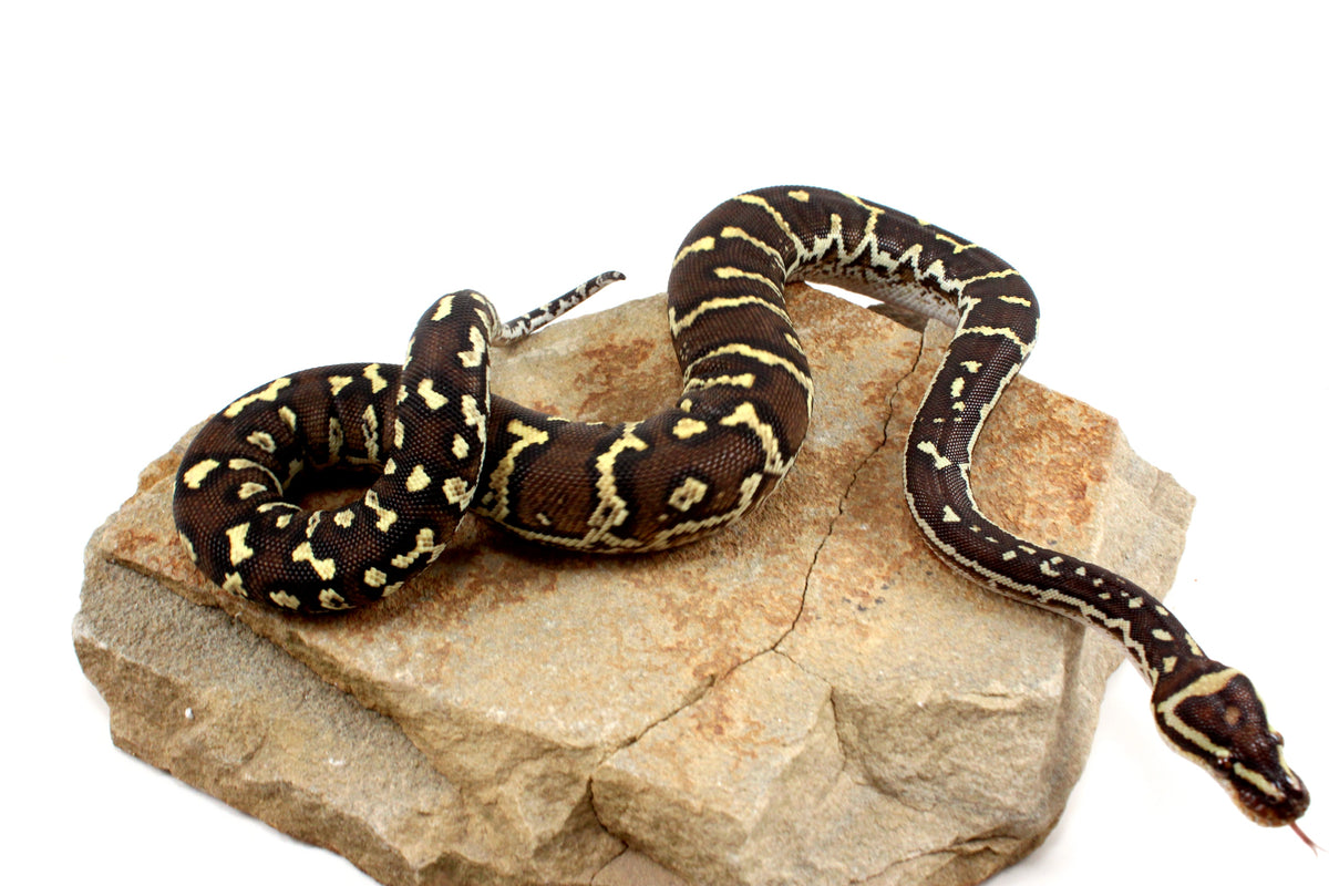 Angolan Python Head Shape Angolan Python - All Reptiles