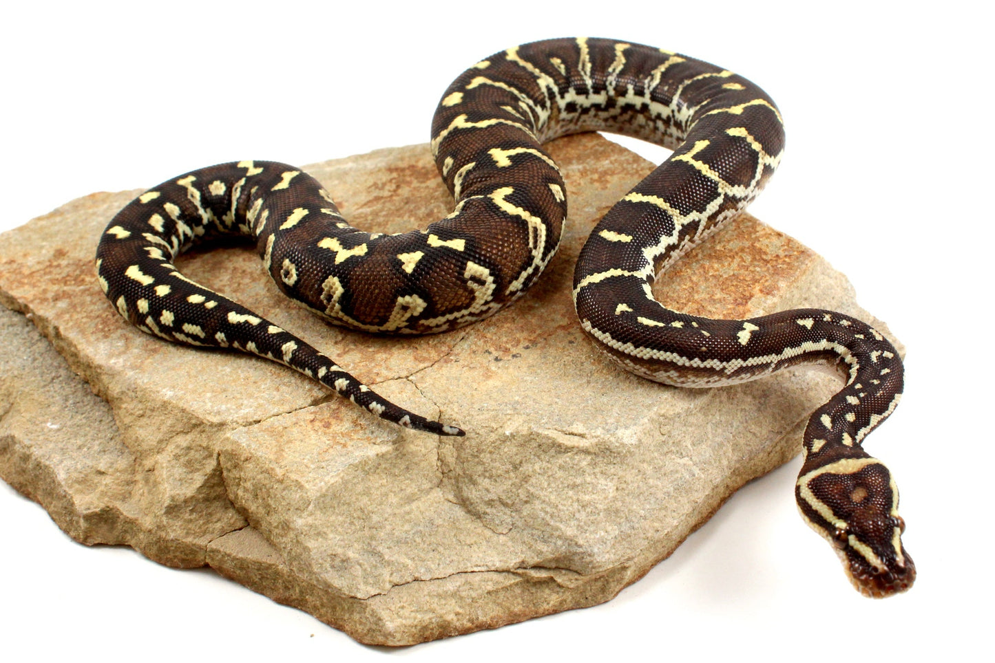 Angolan Python