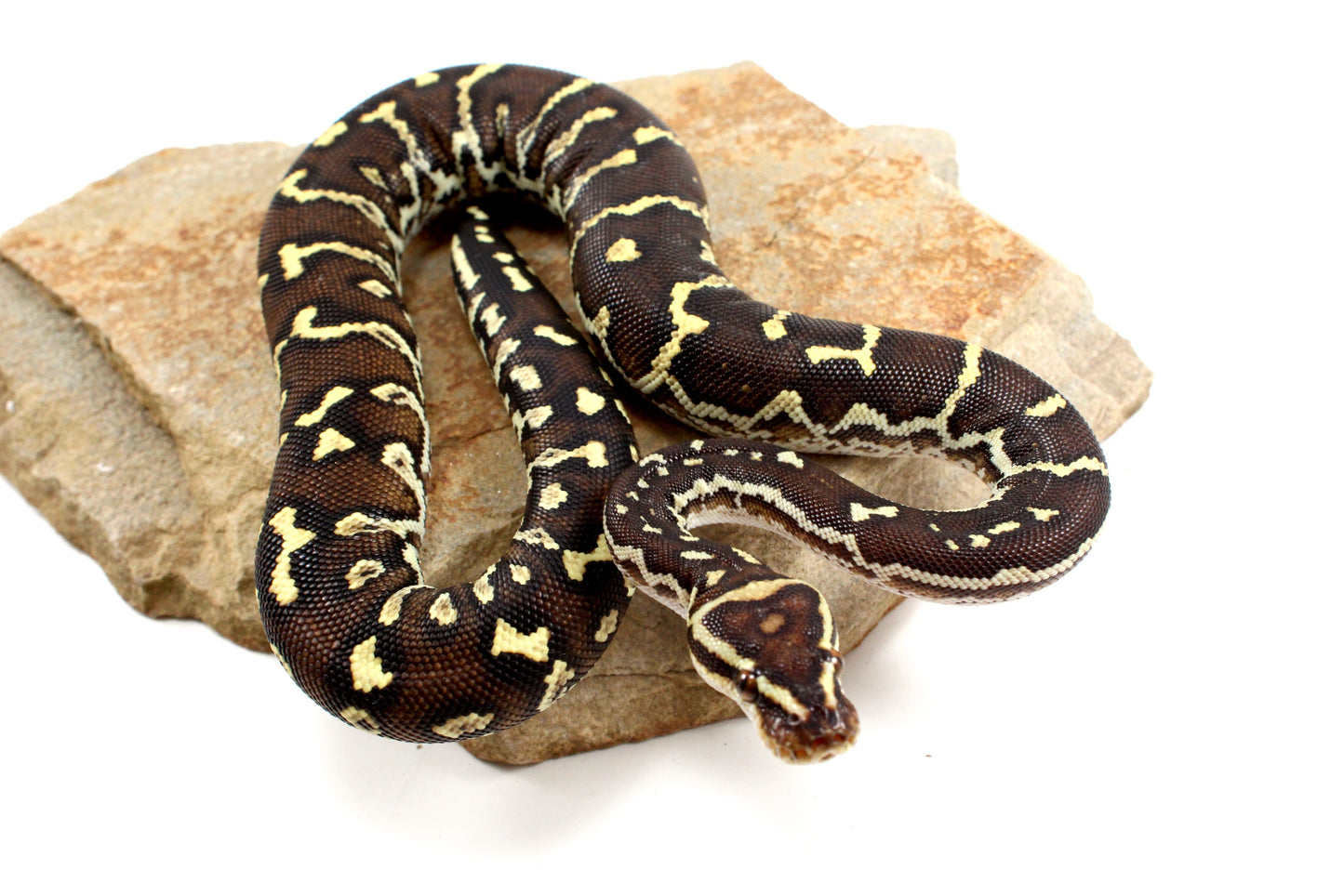 Angolan Python