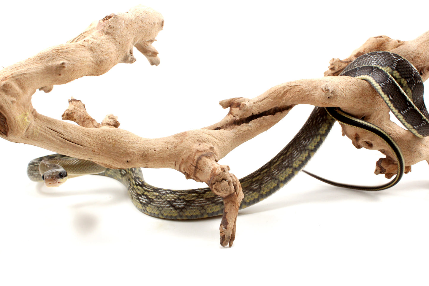 Vietnamese Blue Beauty Rat Snake