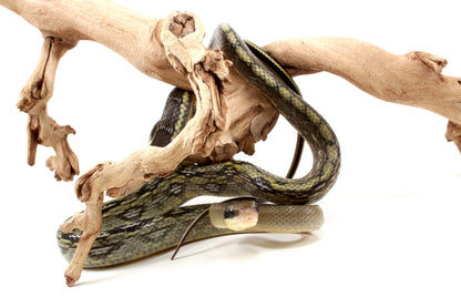 Vietnamese Blue Beauty Rat Snake