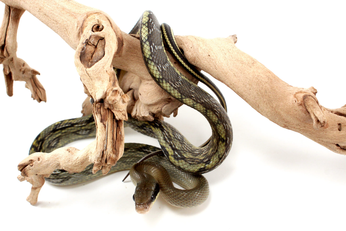 Vietnamese Blue Beauty Rat Snake