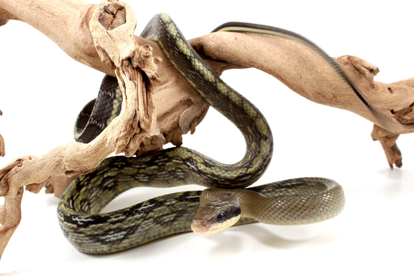 Vietnamese Blue Beauty Rat Snake