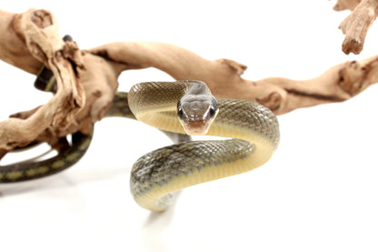 Vietnamese Blue Beauty Rat Snake