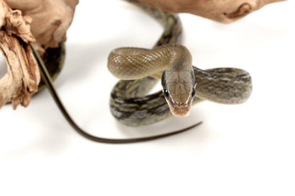 Vietnamese Blue Beauty Rat Snake