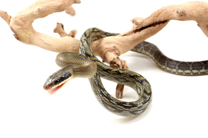 Vietnamese Blue Beauty Rat Snake