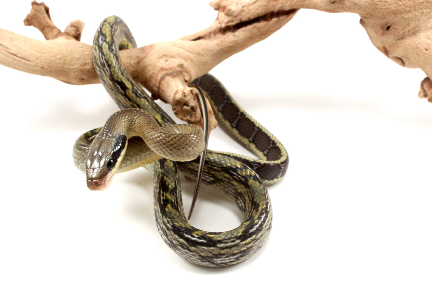 Vietnamese Blue Beauty Rat Snake